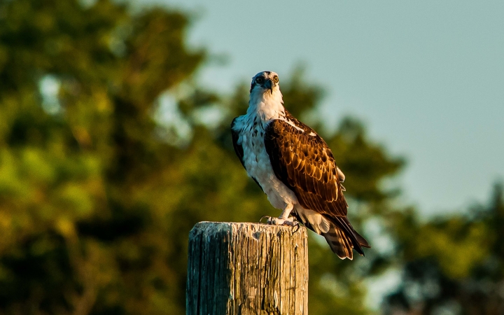 An osprey rests on a wooden perch. There are blurred trees and a blue sky in the background. 